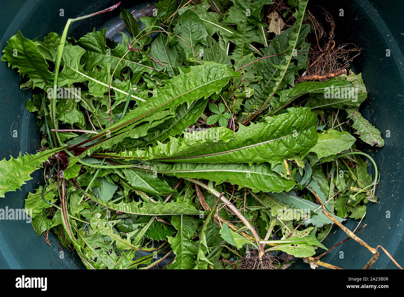 Après le travail, un godet en plastique plein de mauvaises herbes, surtout le pissenlit Banque D'Images