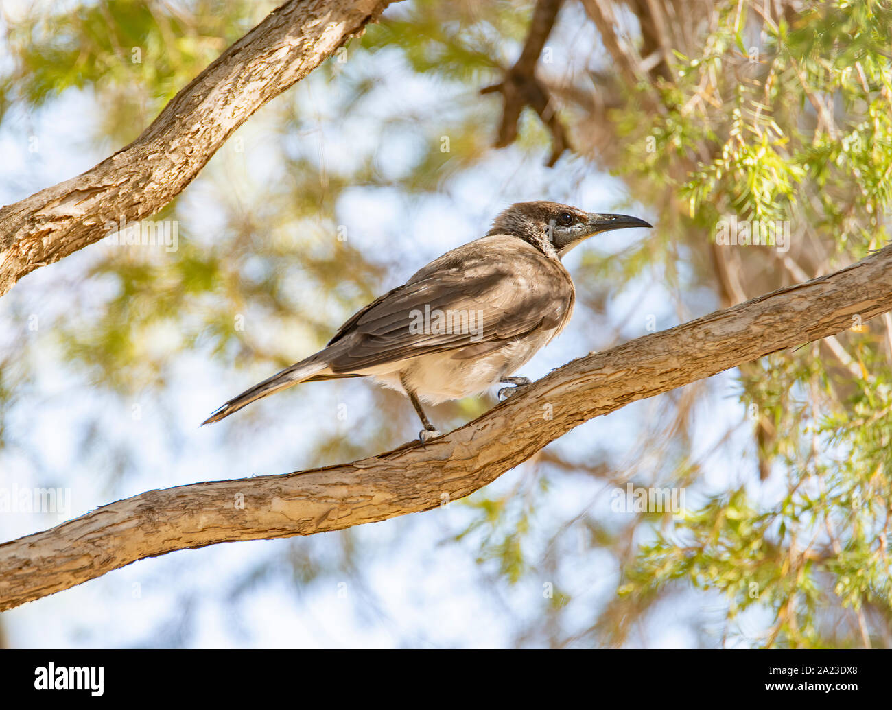 Un petit frère oiseau perché sur une branche contre un arrière-plan de feuilles Banque D'Images