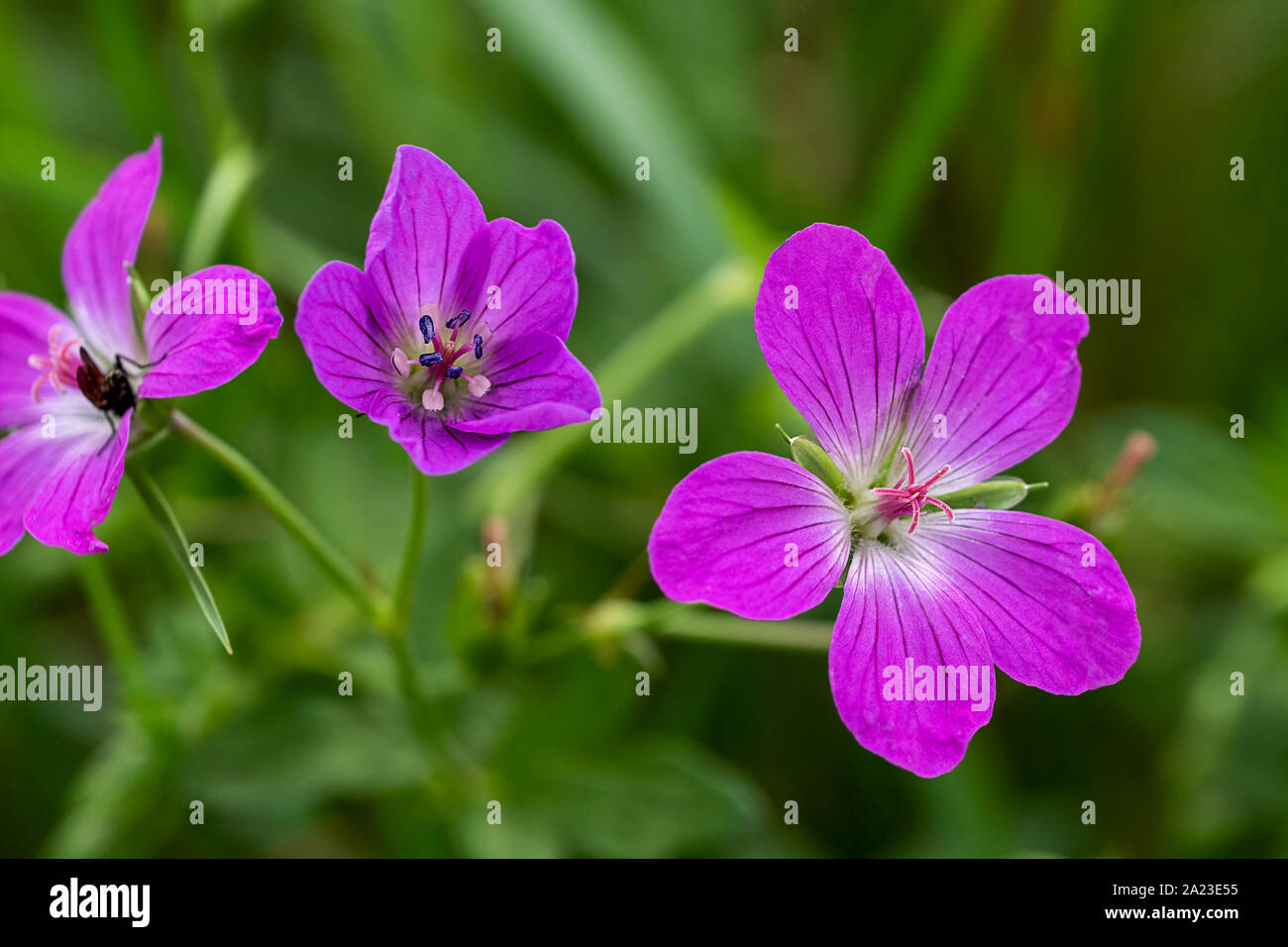 Trois fleurs d'un bois géranium, géranium sanguin Banque D'Images