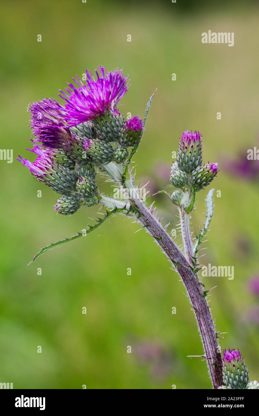 Fleurs violettes de Marsh thistle, Cirsium palustre Banque D'Images
