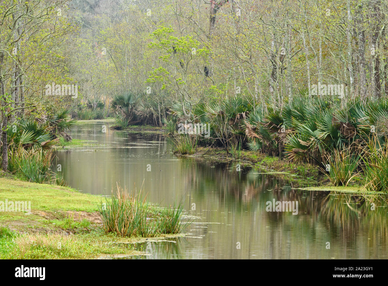 Forêt de printemps près de Eagle Pond, Palmetto Island State Park, Louisiana, USA Banque D'Images