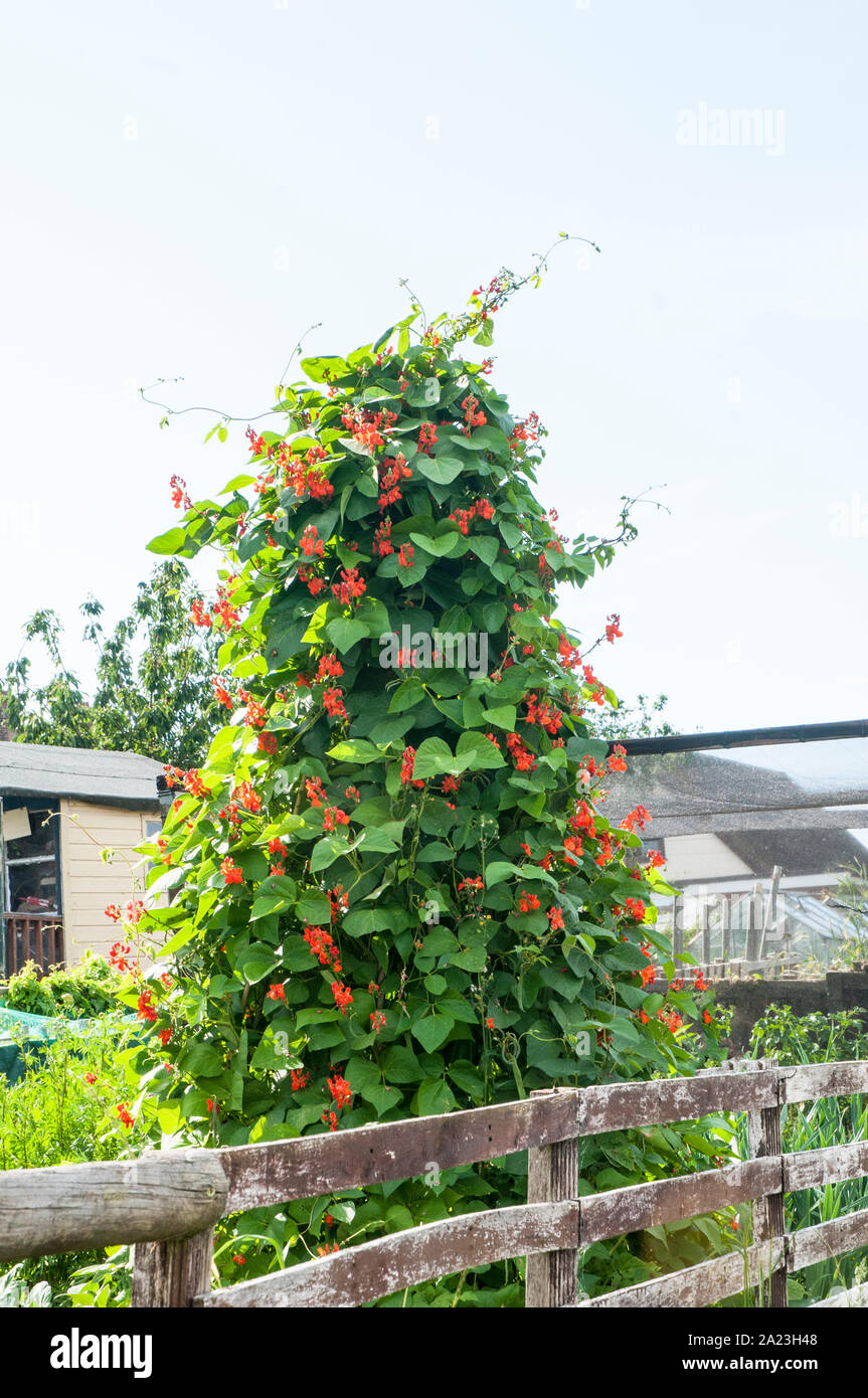 Les plantes en fleur Haricot grimpant sur un châssis wigwam sur un allotissement site. Banque D'Images