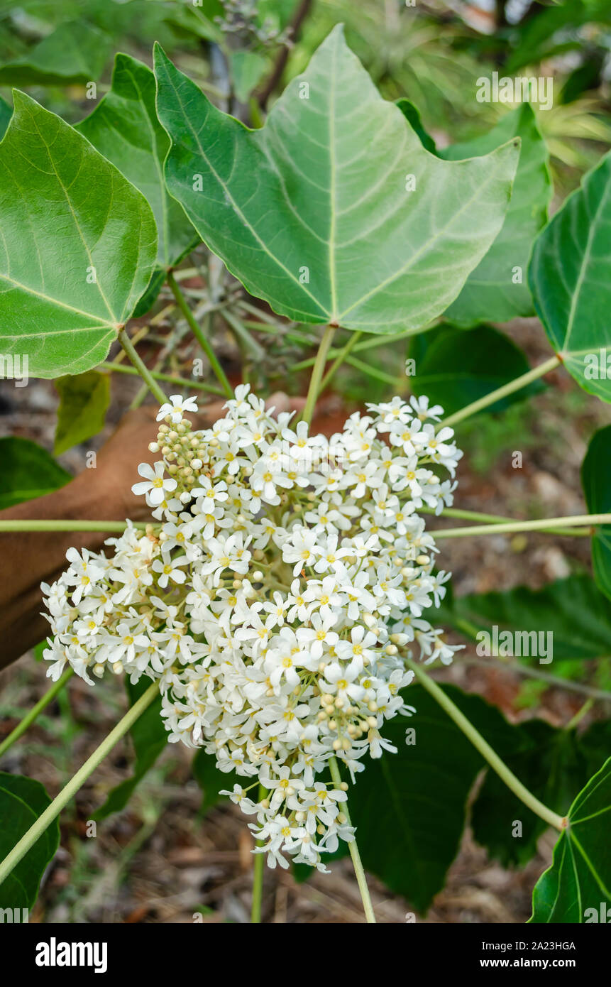 Blossom de Candlenut Banque D'Images