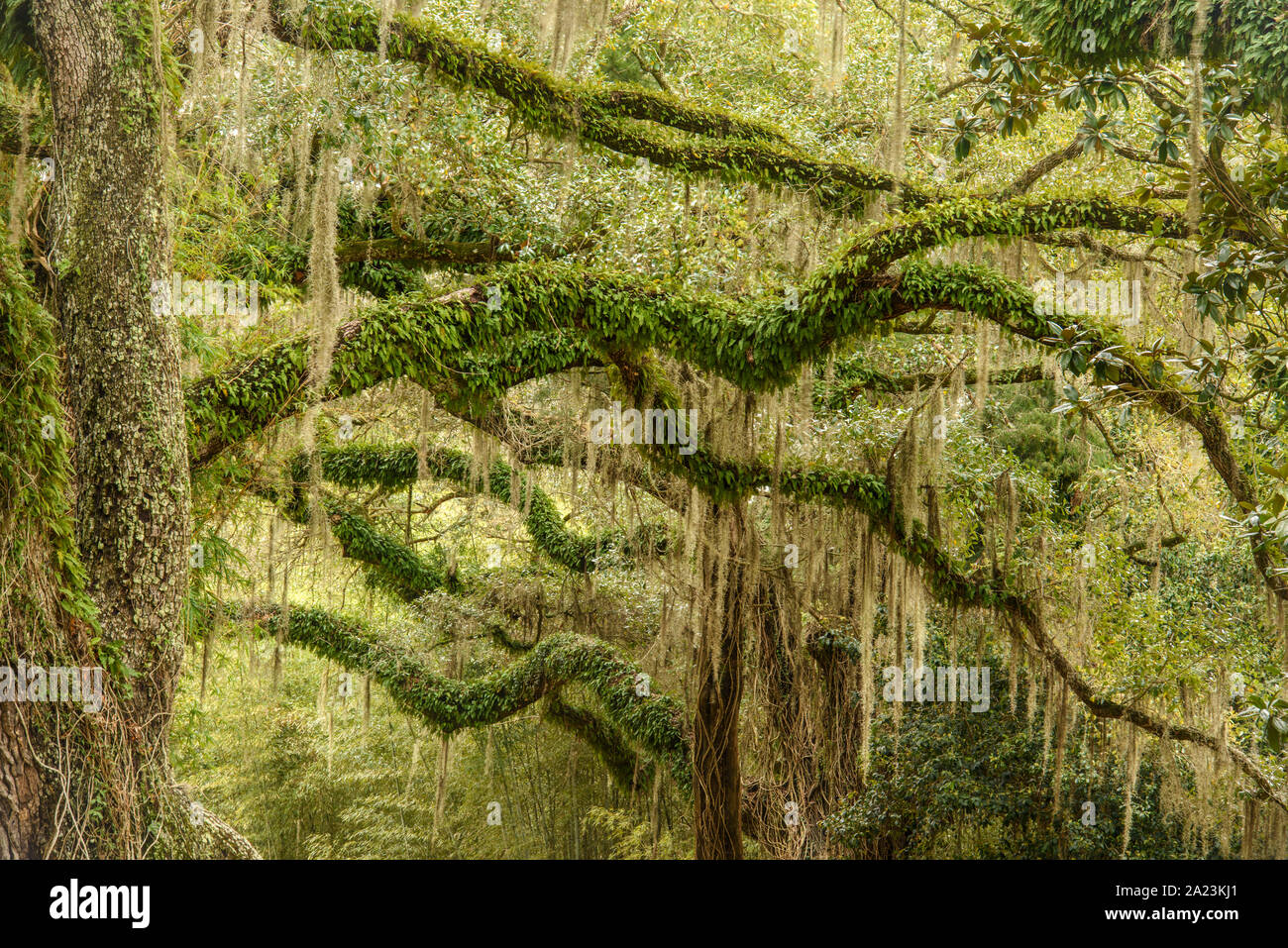 Chêne vivant du sud avec épiphytes au début du printemps, Jungle Gardens, Avery Island, Louisiane, États-Unis Banque D'Images