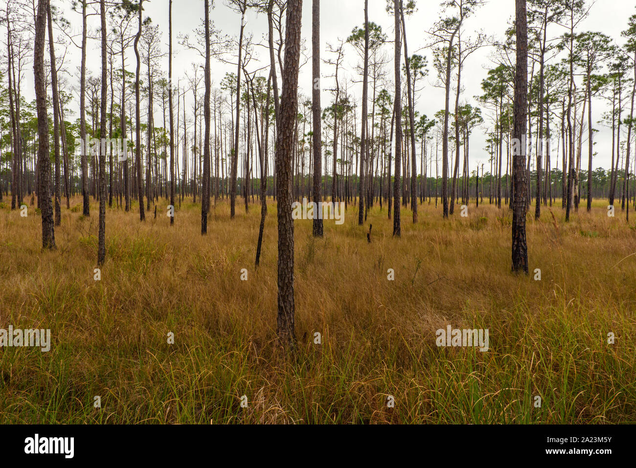 Pinède au bord d'un marais, Big Branch National Wildlife Refuge, Lacombe, Louisiane, États-Unis Banque D'Images