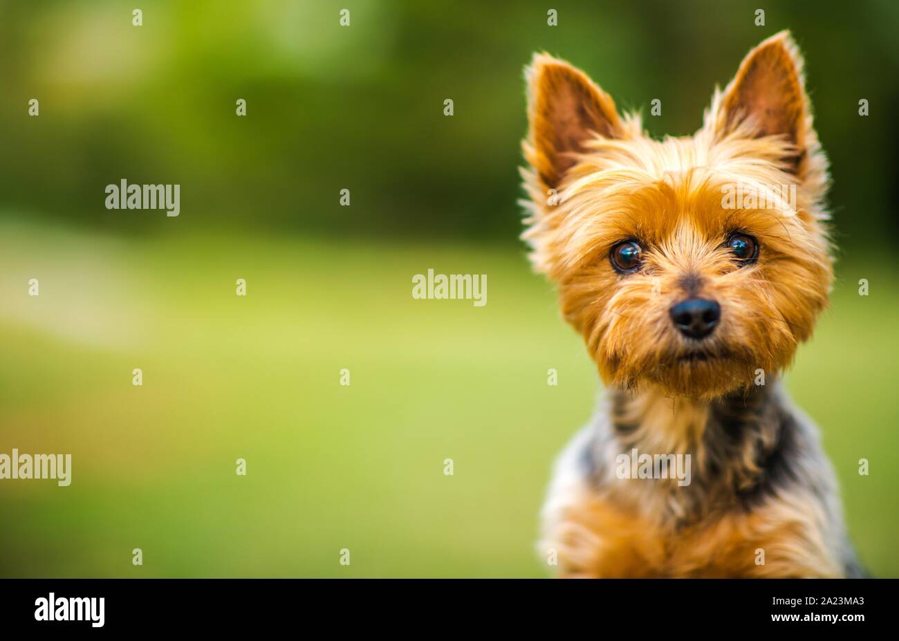 Australian Silky Terrier Portrait d'été en plein air. Thème des animaux domestiques. Côté gauche de l'espace de copie. Banque D'Images