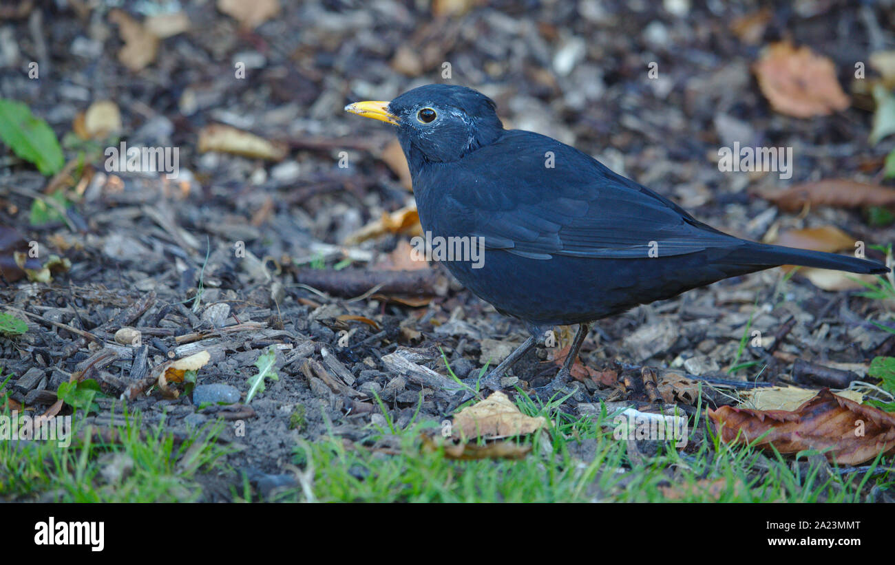 Starling oiseaux noir Banque D'Images