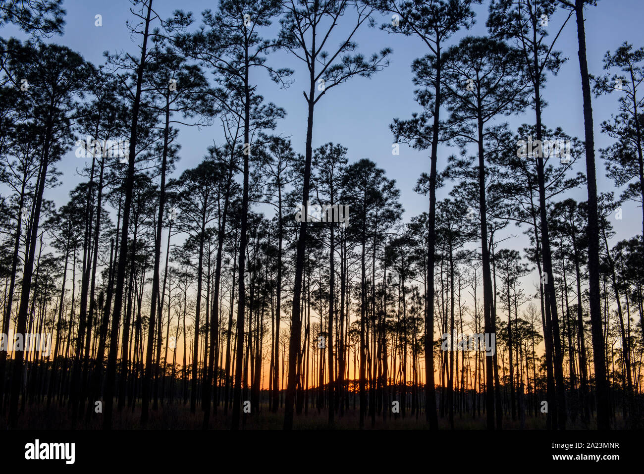 Pinède au coucher du soleil, refuge National de la Grande Branche, Boy Scout Road, Lacombe, Louisiane, États-Unis Banque D'Images