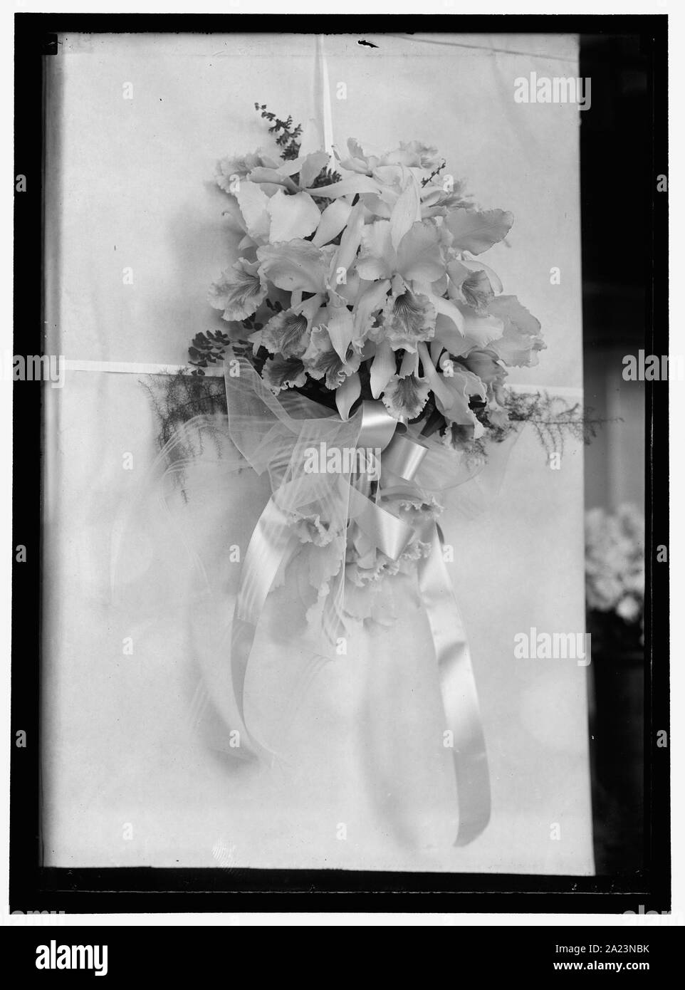 ARRANGEMENT D'ORCHIDÉES Banque D'Images