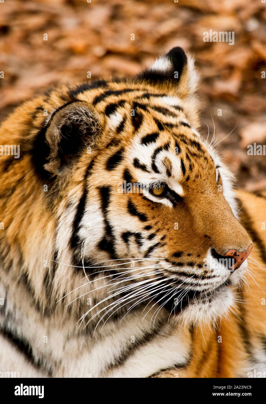 O Amour tigre de Sibérie, Panthera tigris altaica, Primorsky Krai. La Russie, l'Asie Banque D'Images