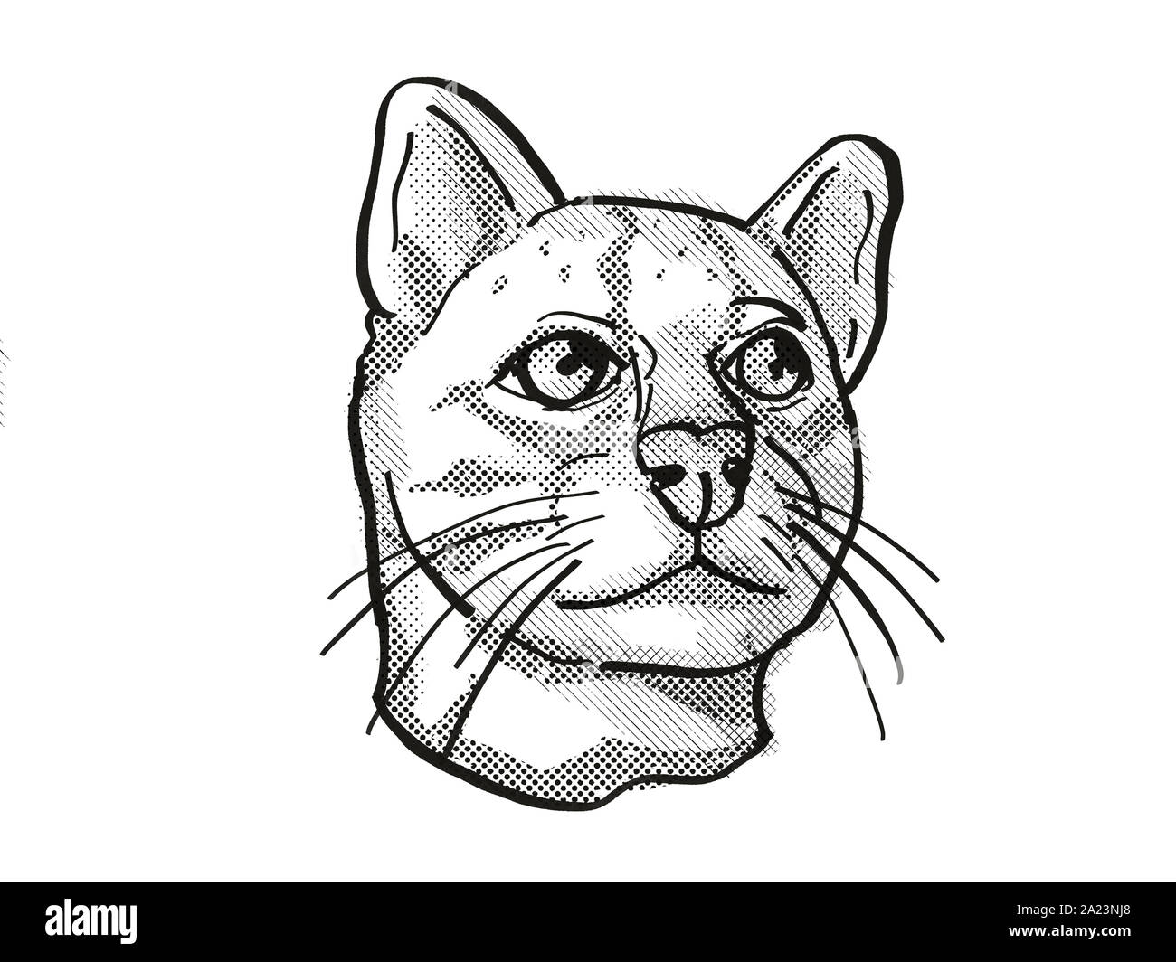 Tete chat dessin au trait noir blanc Banque de photographies et d