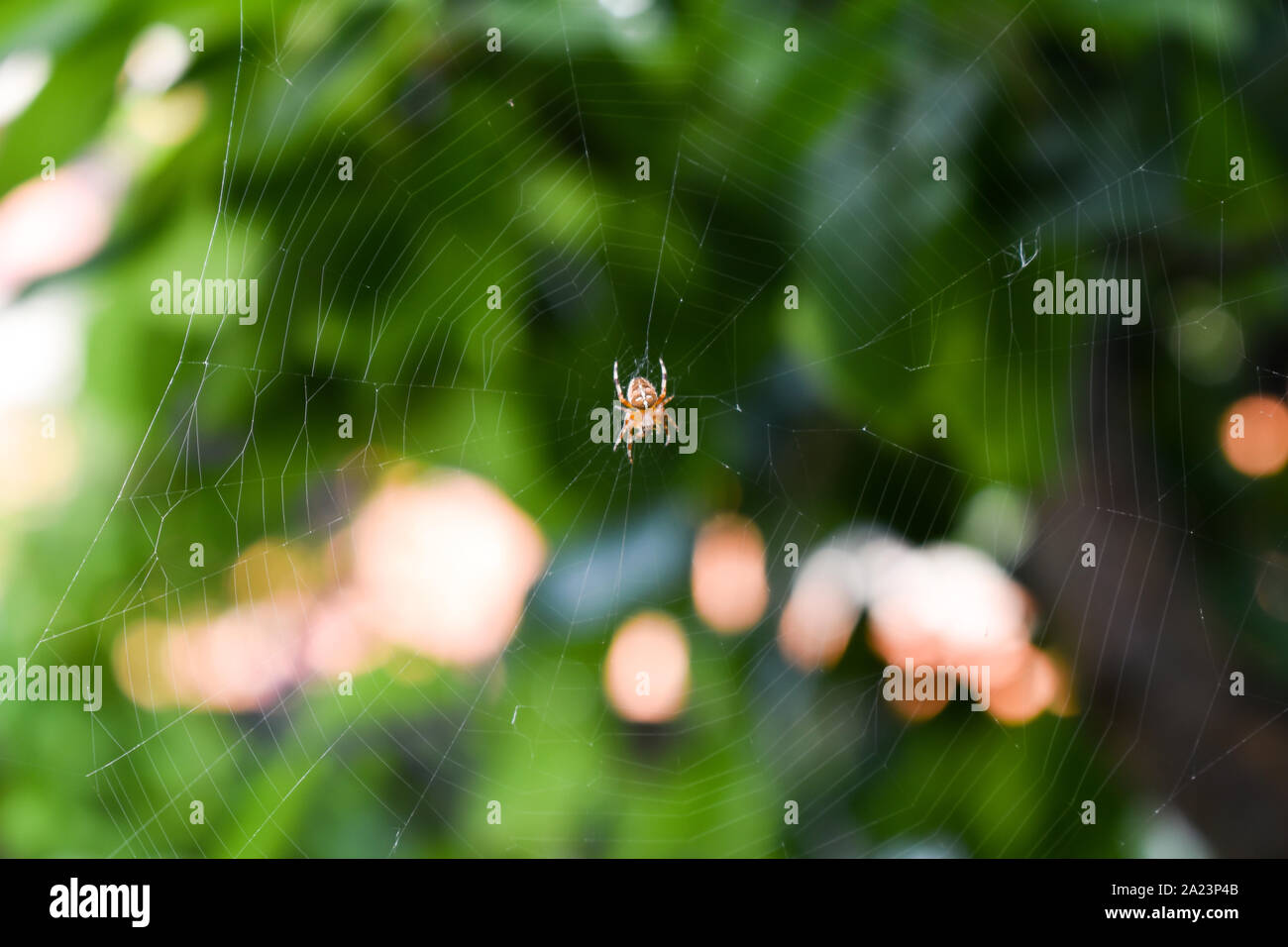 Spider blanc et orange au milieu de Spider web avec fond naturel vert Banque D'Images
