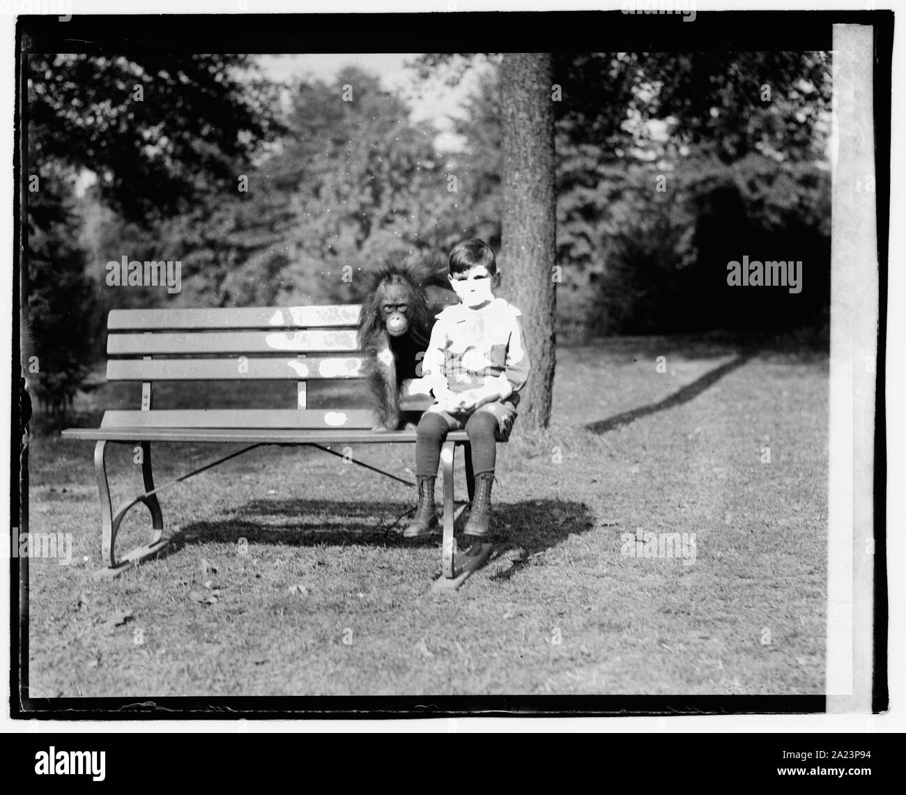 Orang-outan Banque D'Images