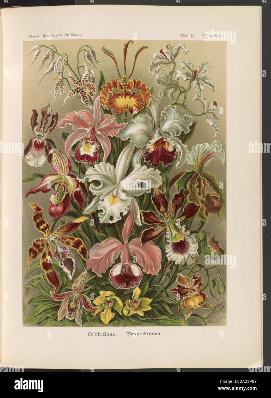 Orchideae. - Denusblumen Giltsch / A., gem. Banque D'Images