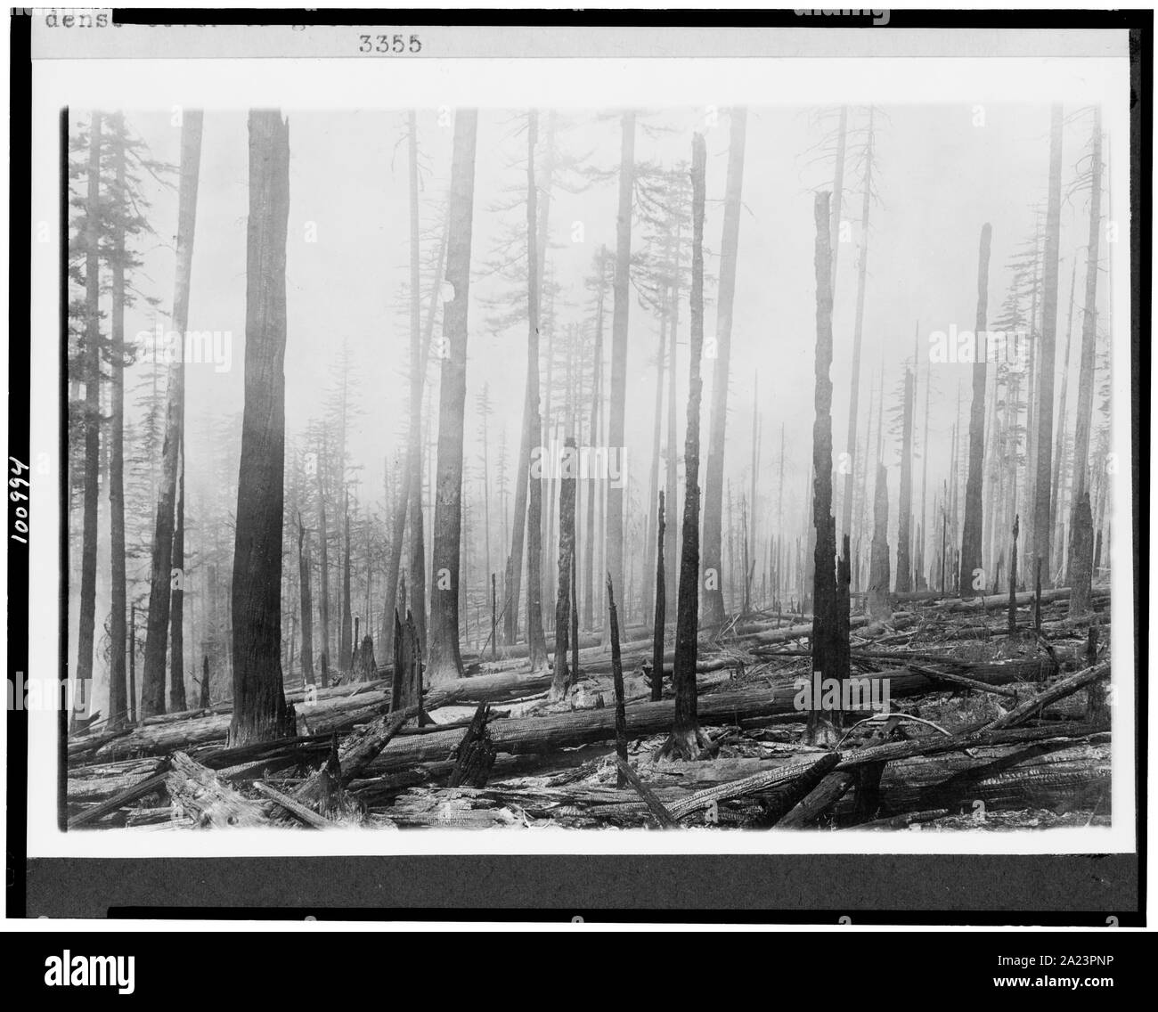 La Forêt nationale de l'Oregon. Effet du feu sur une vieille gravure. Feu avant il y avait un couvert dense de pinceau vert. Feu antérieur était environ dix ans avant Banque D'Images