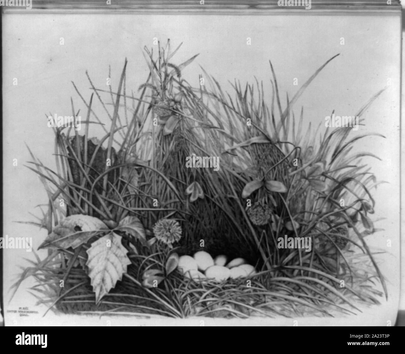 Ortyx Virginianus, caille Banque D'Images