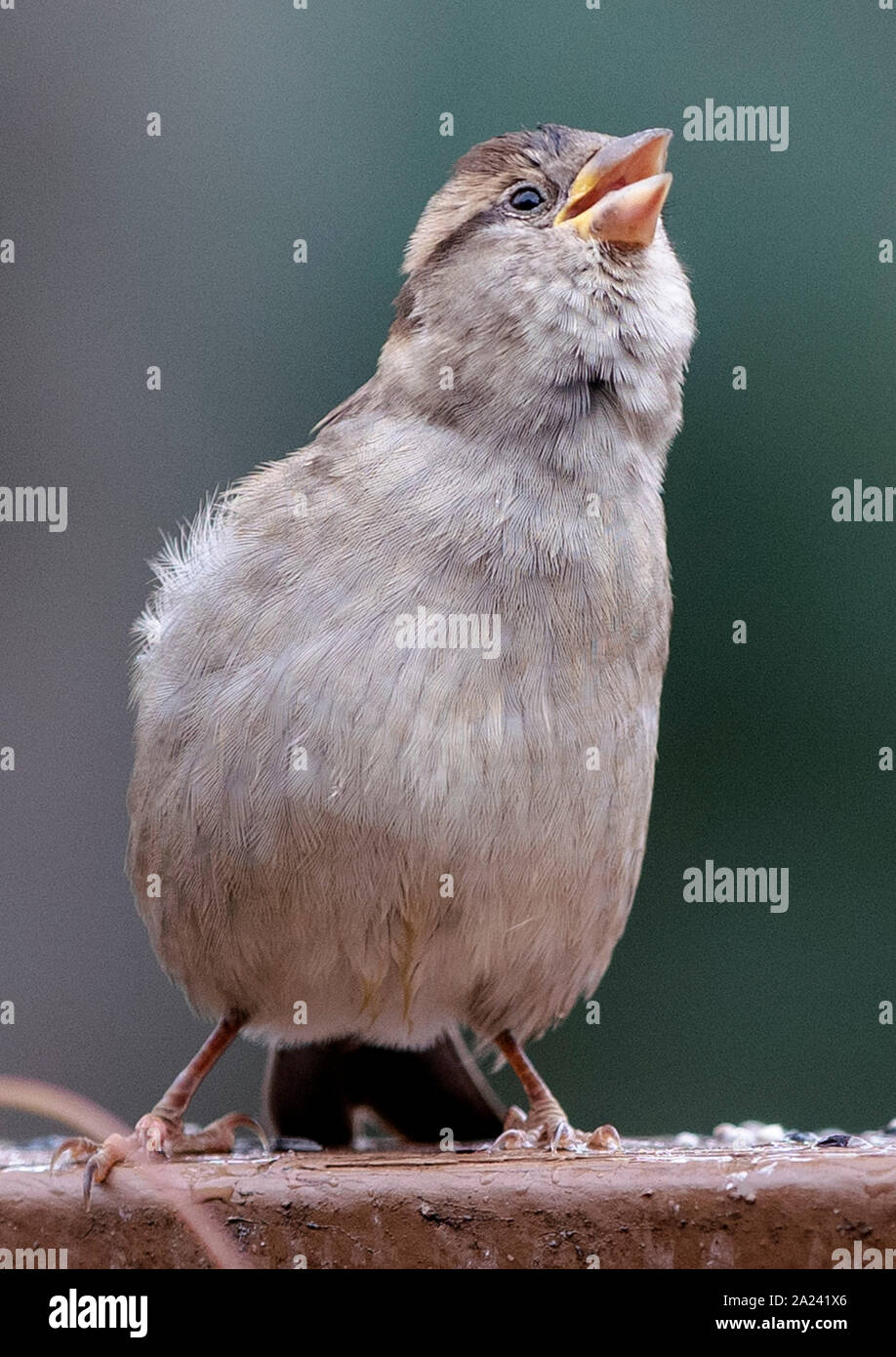 Petit oiseau Banque D'Images
