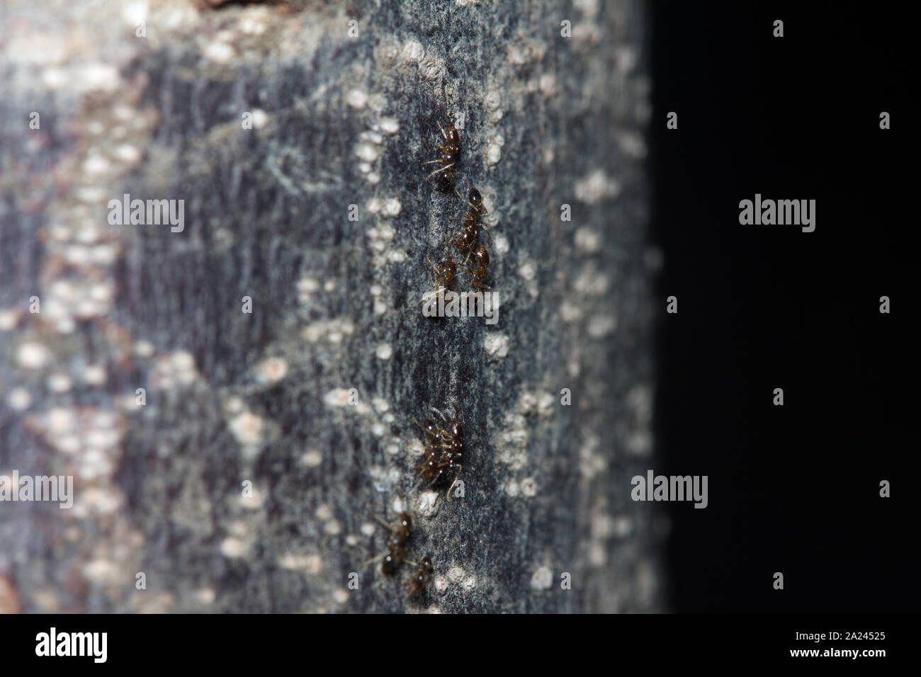 Fourmis noires de ramper sur tronc d'arbre dans le noir Banque D'Images