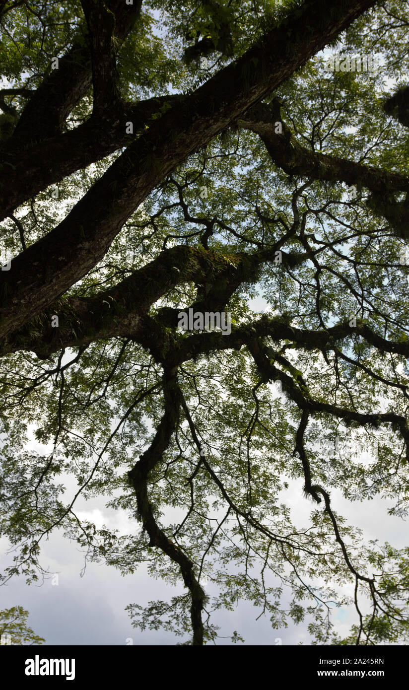 Une scène de tropical Bush et le lac et ciel à Taiping Lake calme jardin en Malaisie Banque D'Images