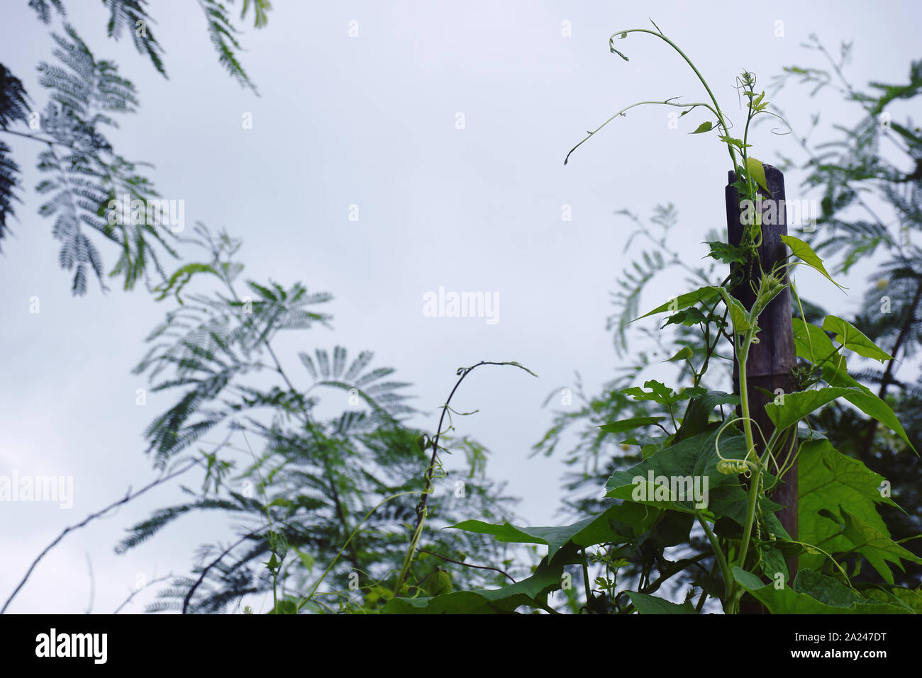 Melon amer et gourd la viticulture sur bambou séché avec un fond vert et de ciel Banque D'Images