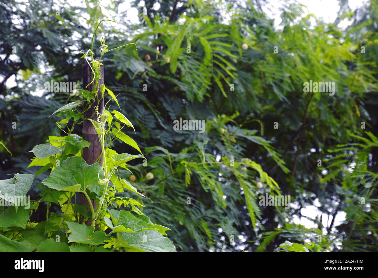 Melon amer et gourd la viticulture sur bambou séché avec un fond vert et de ciel Banque D'Images