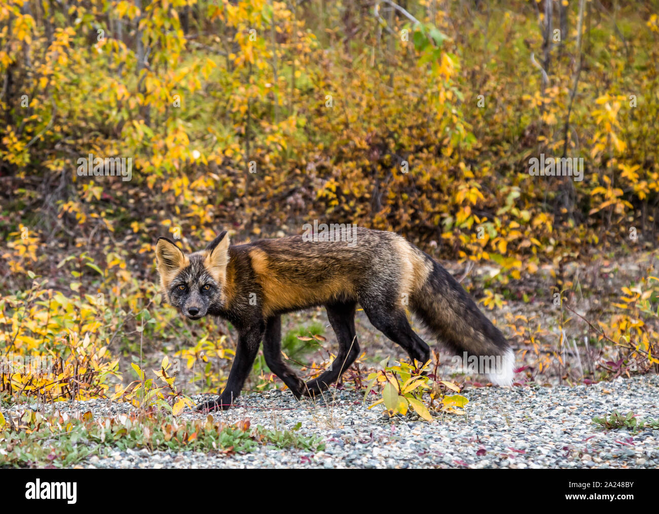 Un jeune renard marcher parmi le feuillage d'automne au Canada. Il se tourne vers le côté malicieux comme il passe. Banque D'Images