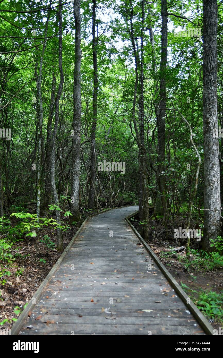 Chemin en bois ombragé qui s'enroule à travers la forêt Banque D'Images