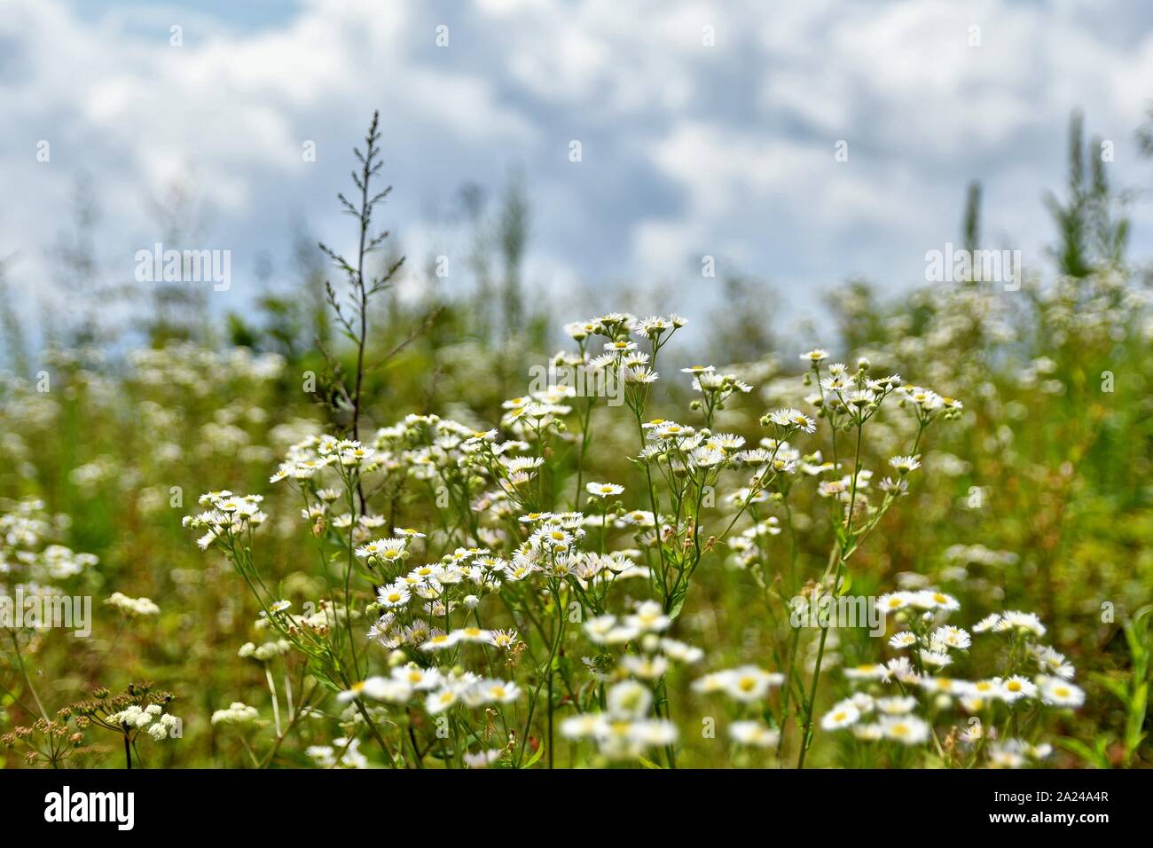 Dans un champ de fleurs blanches Banque D'Images