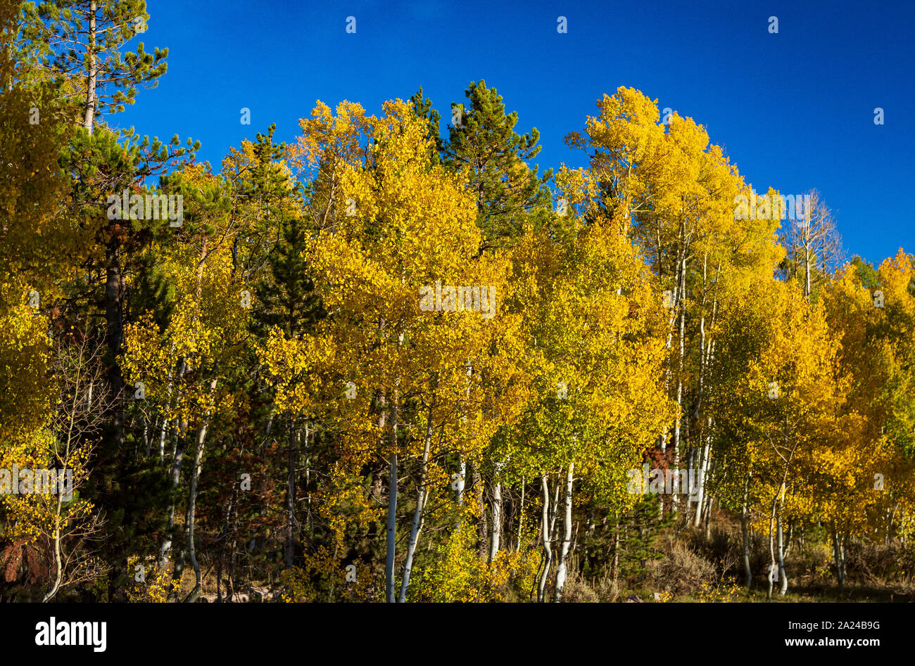 Les feuilles jaunes de l'automne sur l'aspen arbres le long de la route de la zone de prairies de Noël le versant nord de la montagnes Uinta. Banque D'Images