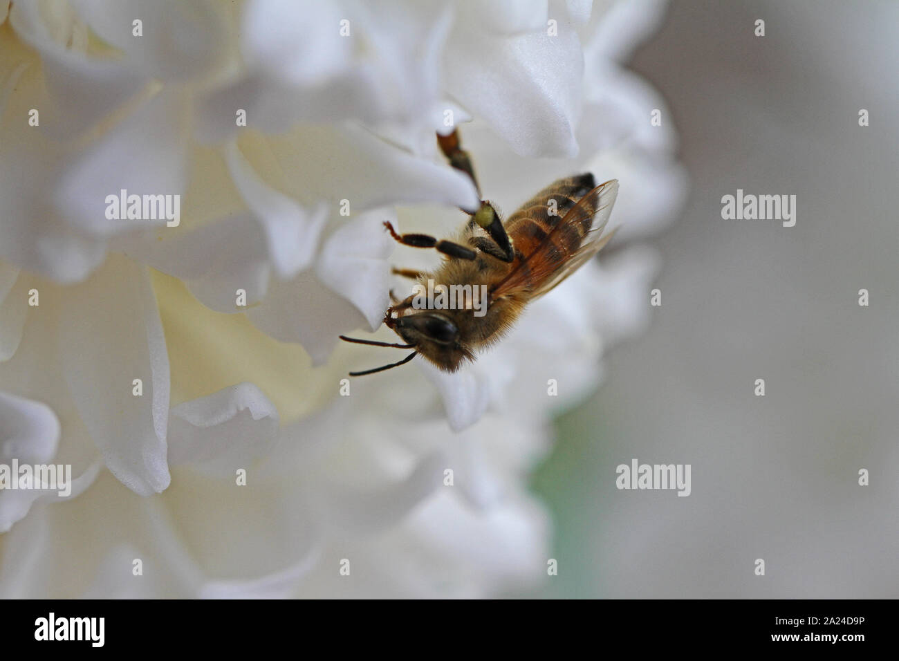 L'abeille Apis mellifera sur fond blanc fleur jacinthe Hyacinthus orientalis latine dans la famille sous-famille scilloideae asperges ou bluebell Banque D'Images