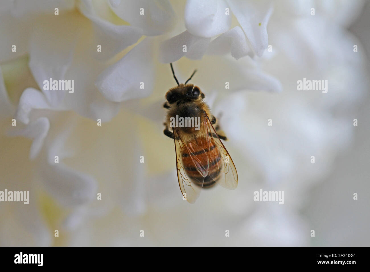 L'abeille Apis mellifera sur fond blanc fleur jacinthe Hyacinthus orientalis latine dans la famille sous-famille scilloideae asperges ou bluebell Banque D'Images