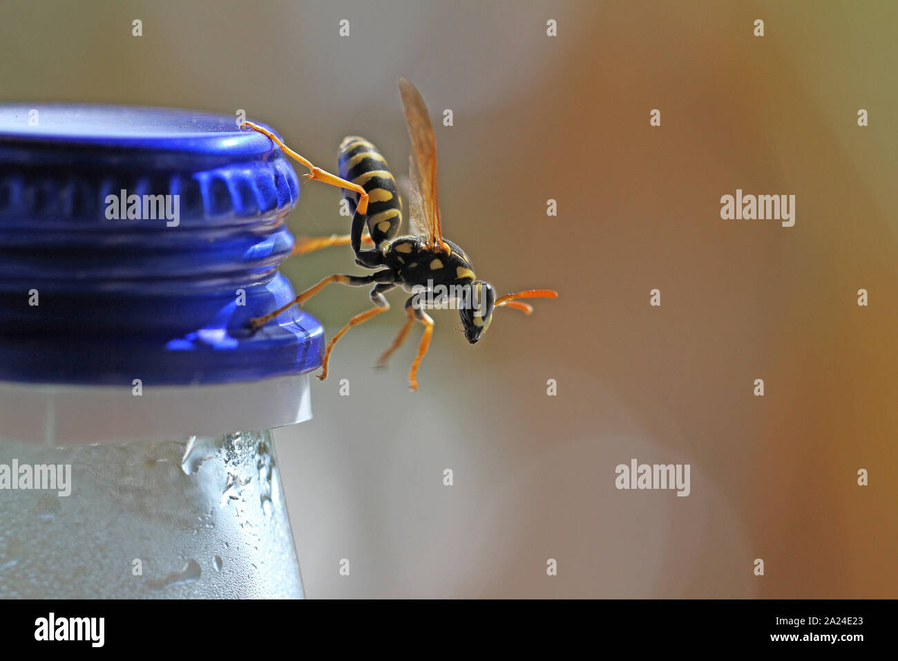 Tree wasp wasp ou papier close up Amérique dolichovespula sylvestris ou polistes gallicus ou dominula ramper sur une bouteille de boissons haut en mars en Italie Banque D'Images
