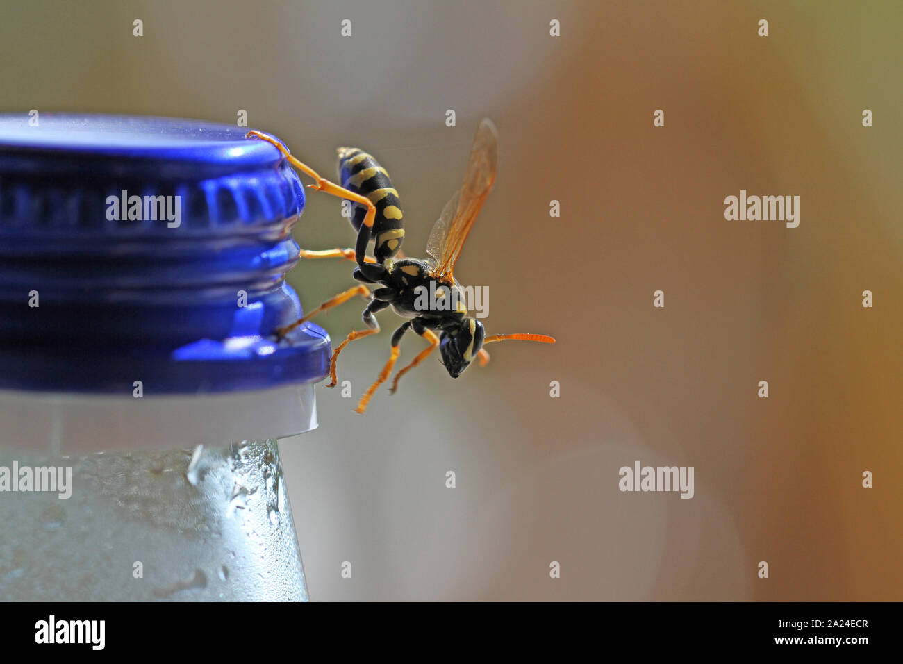 Tree wasp wasp ou papier close up Amérique dolichovespula sylvestris ou polistes gallicus ou dominula ramper sur une bouteille de boissons haut en mars en Italie Banque D'Images