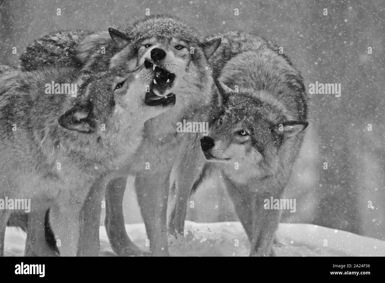 Les loups du bois en hiver Banque D'Images