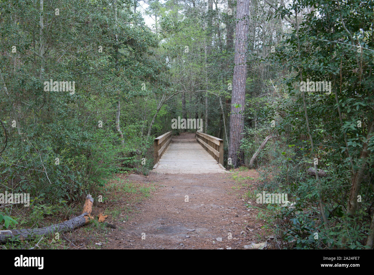 Passerelle en chemin et Big Thicket National Preserve, une zone de service du parc américain mis