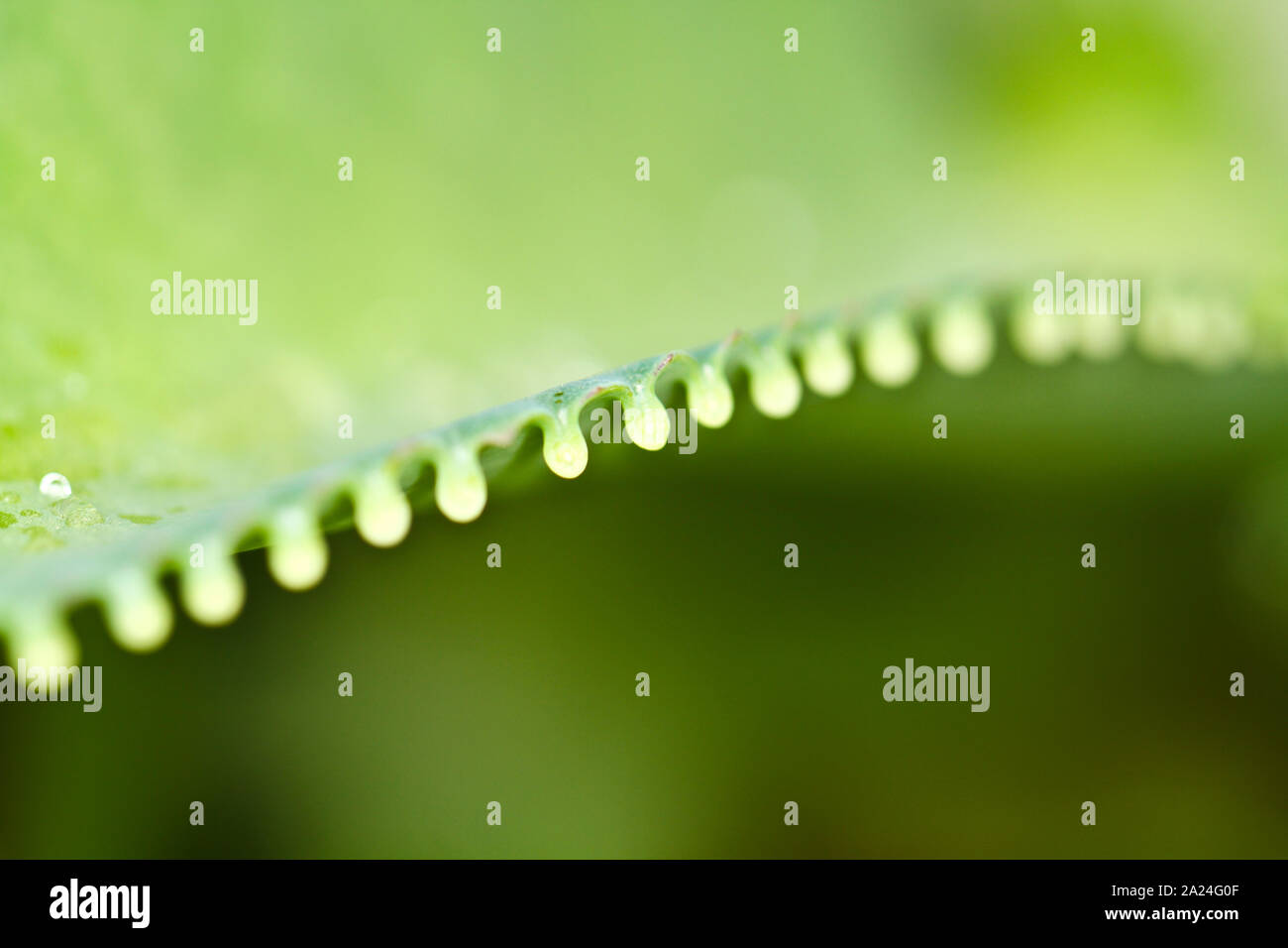 Image abstraite de Kalanchoe pinnata les bords des feuilles avec des DOF Banque D'Images