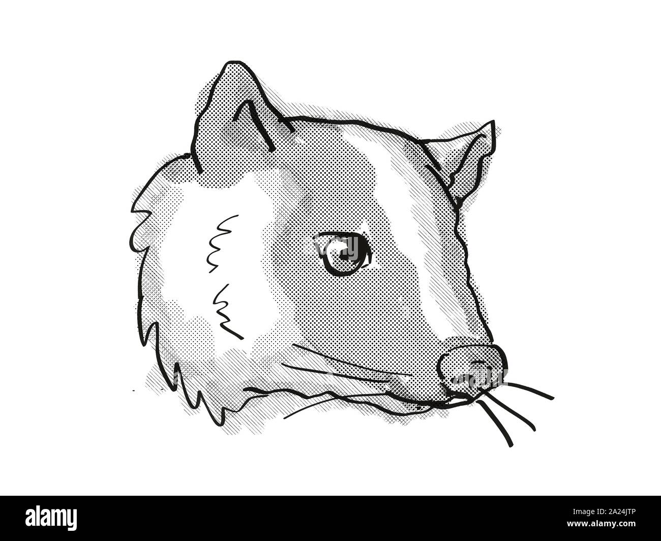 Retro cartoon style dessin de tête d'un Palm ou civette Paguma masqués Larvata, une espèce d'espèces isolées sur fond blanc fait en blac Banque D'Images