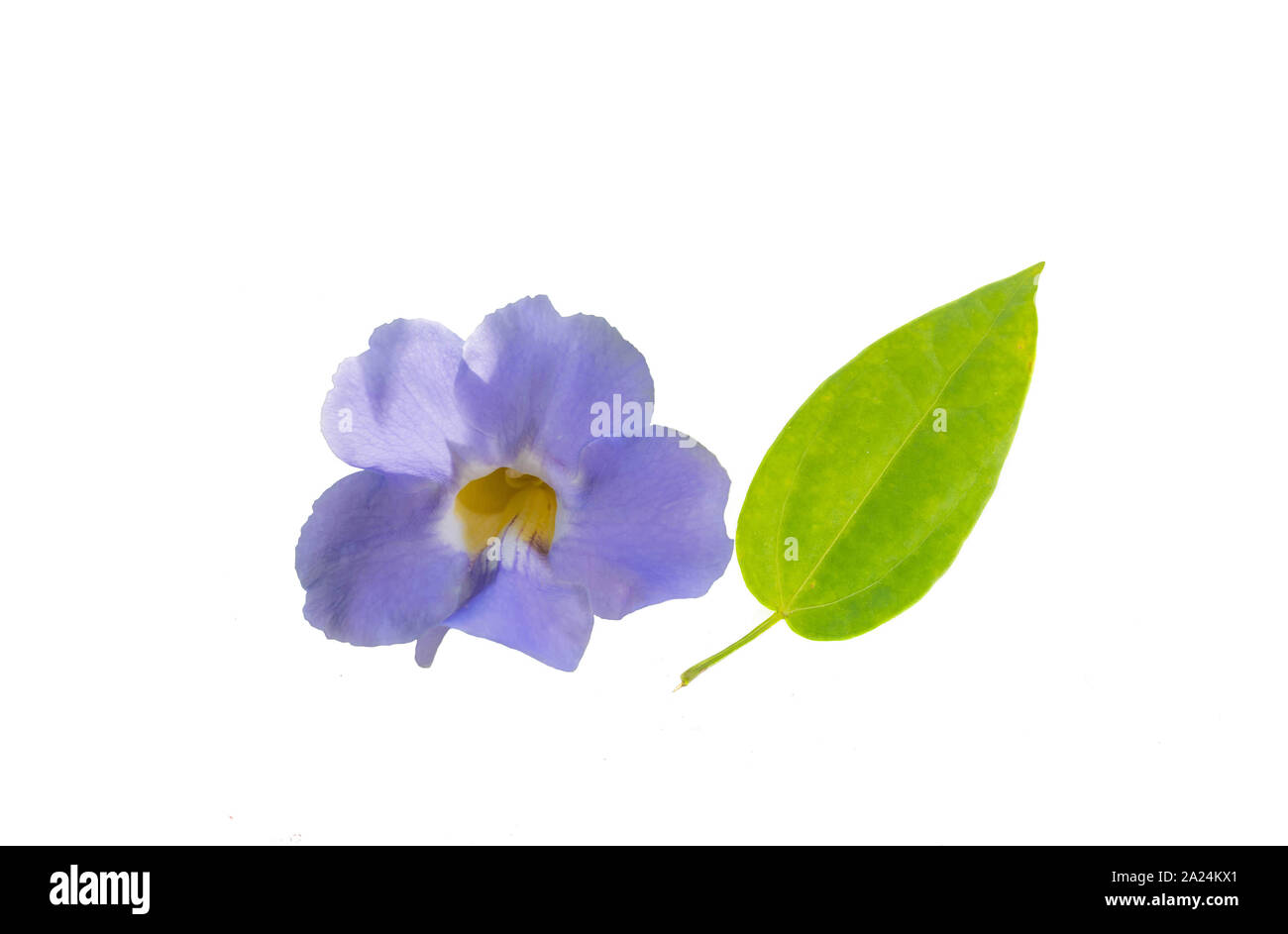Laurel réveil de la vigne, vigne trompette bleu,Thunbergia laurifolia,  Brassicaceae, fleur et feuille vigne isolée avec fond blanc.L'herbe pour la  désintoxication du Photo Stock - Alamy