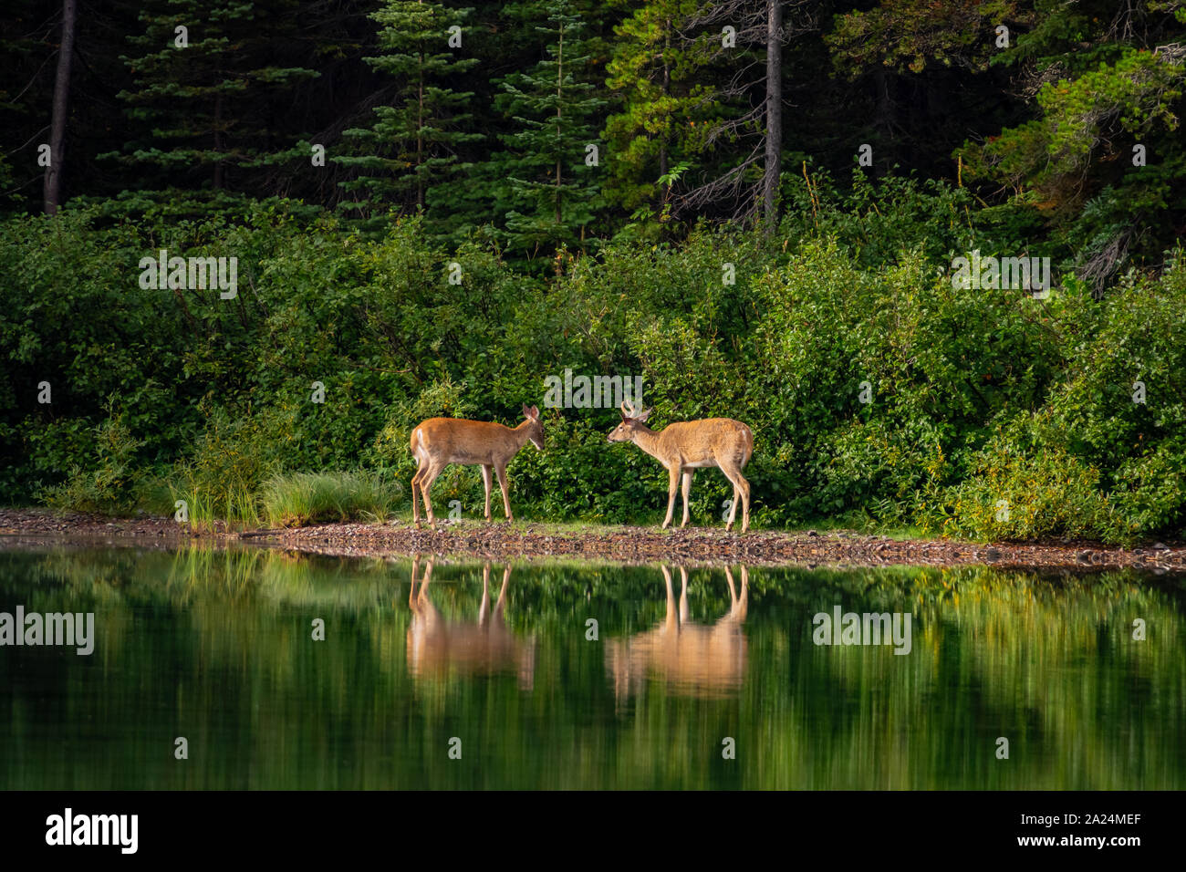 Deux cerfs sauvages mangent de l'herbe dans le Fishercap Lake at Glacier National Park, Montana Banque D'Images