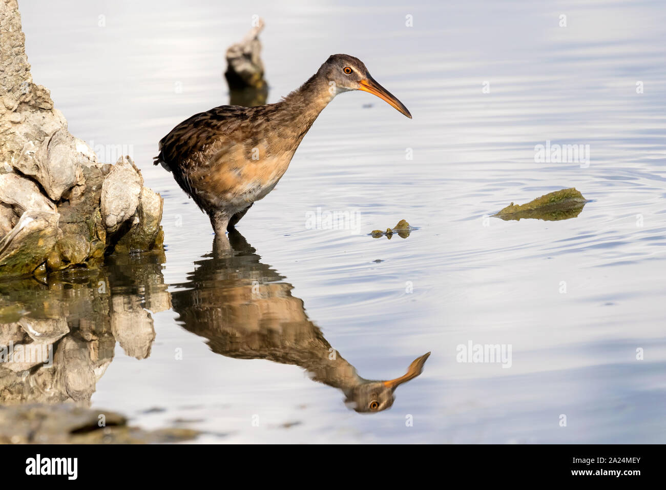 Râle gris (Rallus crepitans) miroir reflet dans l'eau, Galveston, Texas, États-Unis Banque D'Images