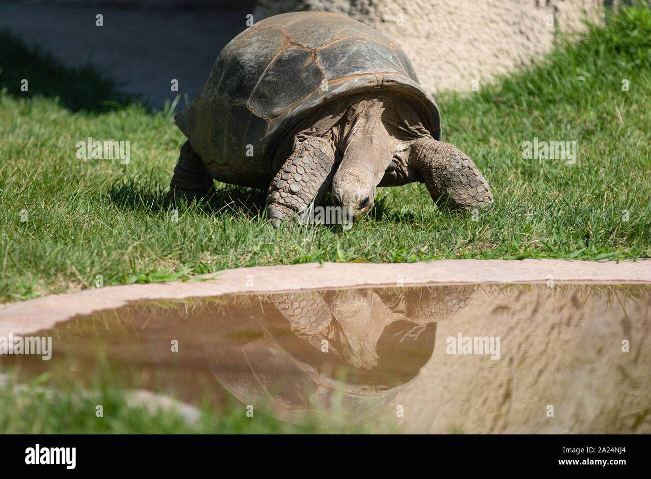 Tortue géante d'Aldabra Aldabrachelys Gigantea Mange de l'herbe la réflexion de l'eau Banque D'Images