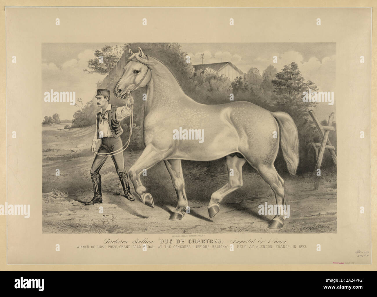 Etalon Percheron Duc de Chartres, importés par A. Fransures : gagnant du premier prix, grande médaille d'or, au Concours Hippique régional tenue à Paris, France, en 1873. Banque D'Images