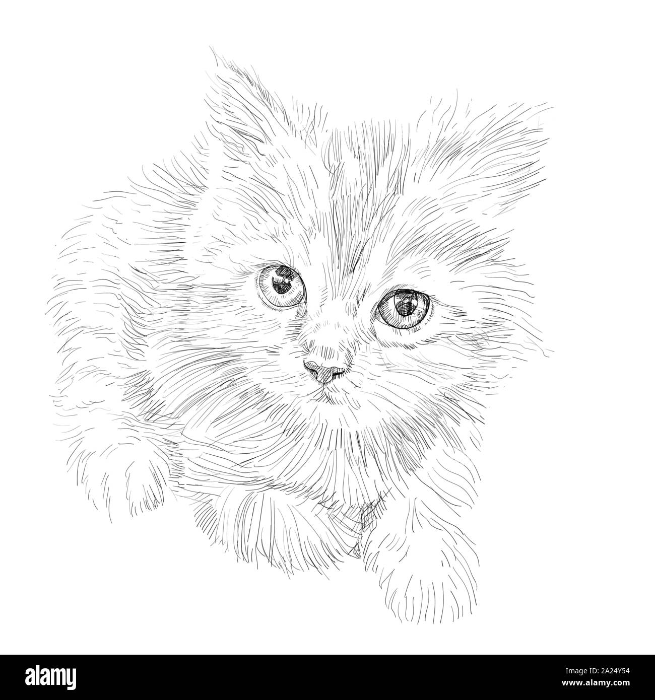 Dessin D Adorable Chat Couche Sur Fond Blanc Poilu Mignon Chaton Avec De Grands Yeux Image Vectorielle Stock Alamy