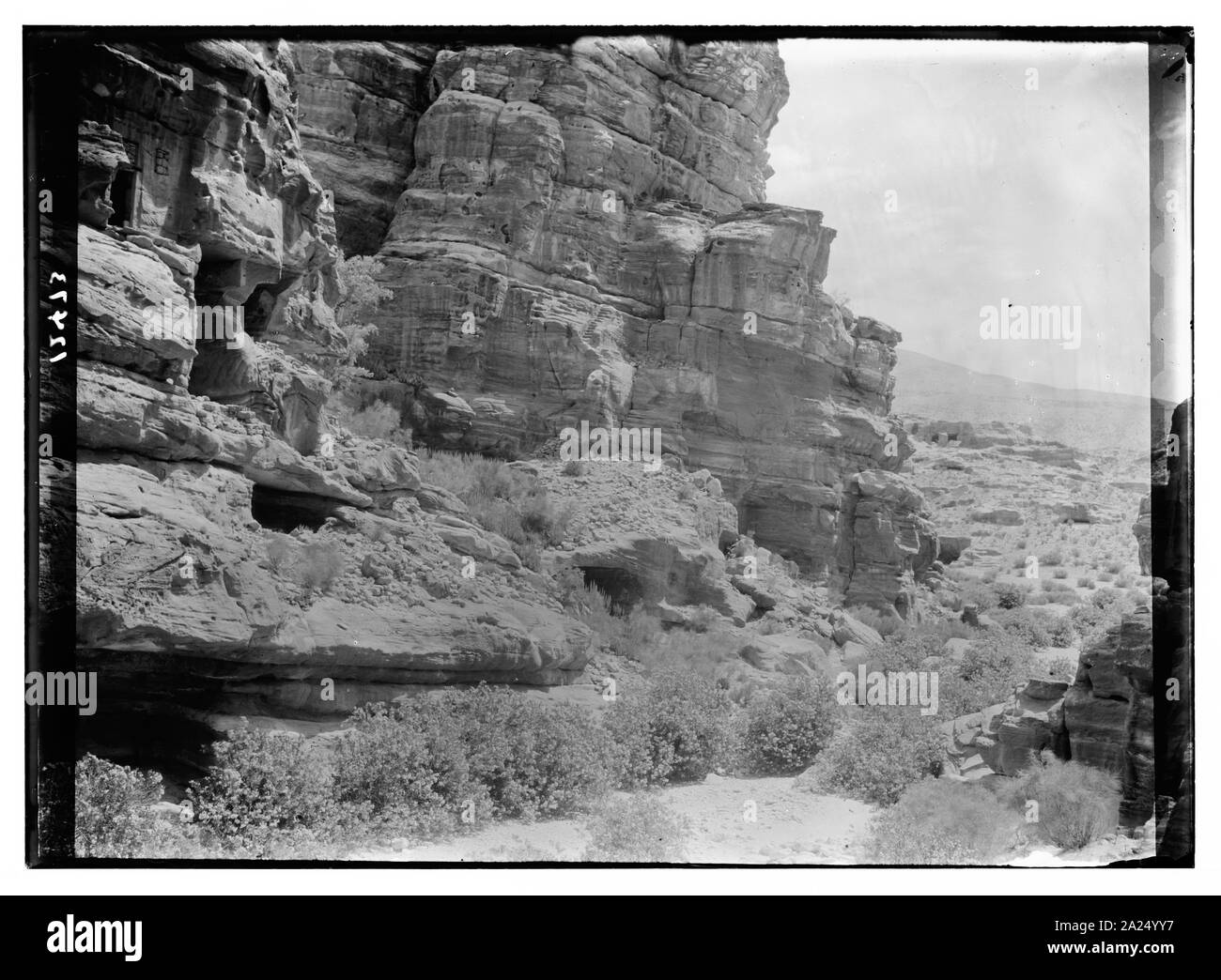 Petra. Des lauriers-roses dans la vallée à proximité de Petra Banque D'Images