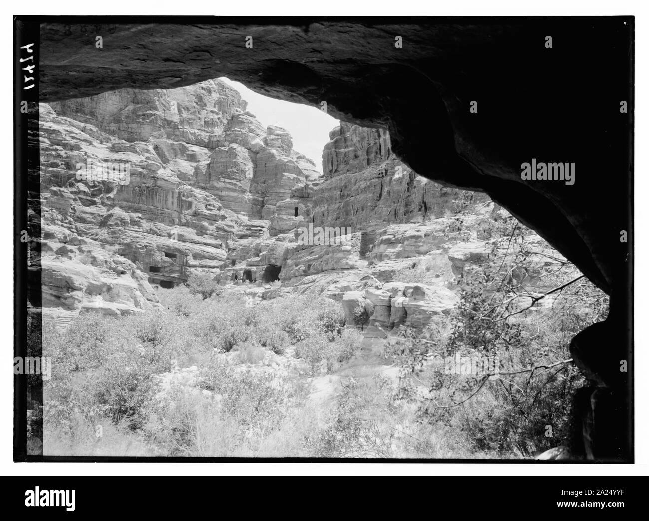 Petra. Des lauriers-roses dans la vallée à proximité de Petra bon Banque D'Images