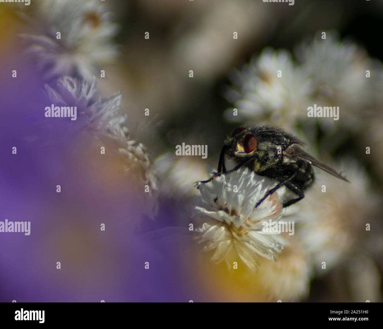 Fly gris sur une fleur blanche Banque D'Images