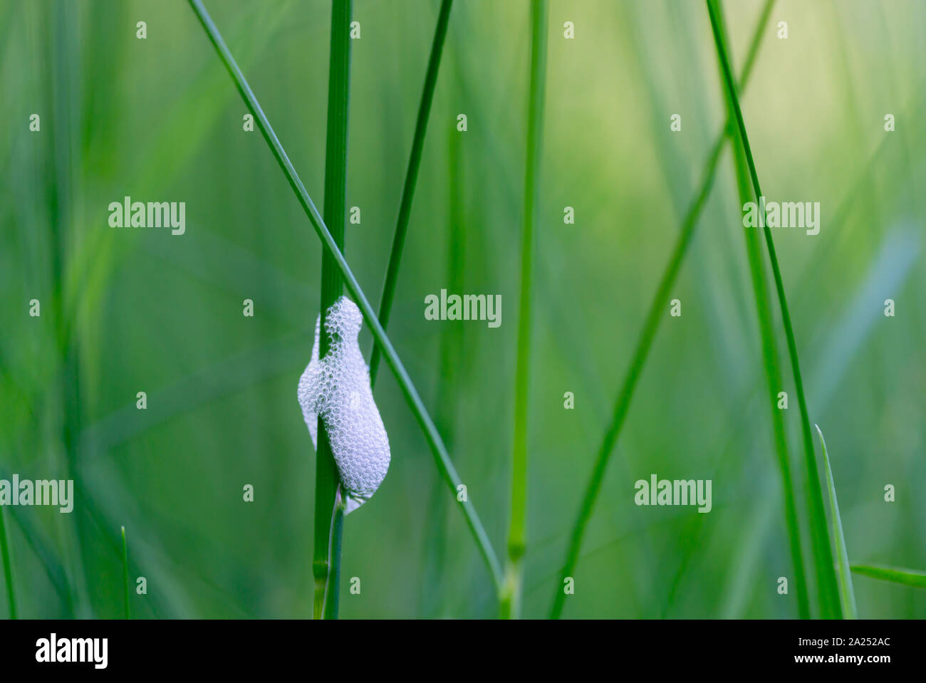 Frog spit on grass close up Banque D'Images