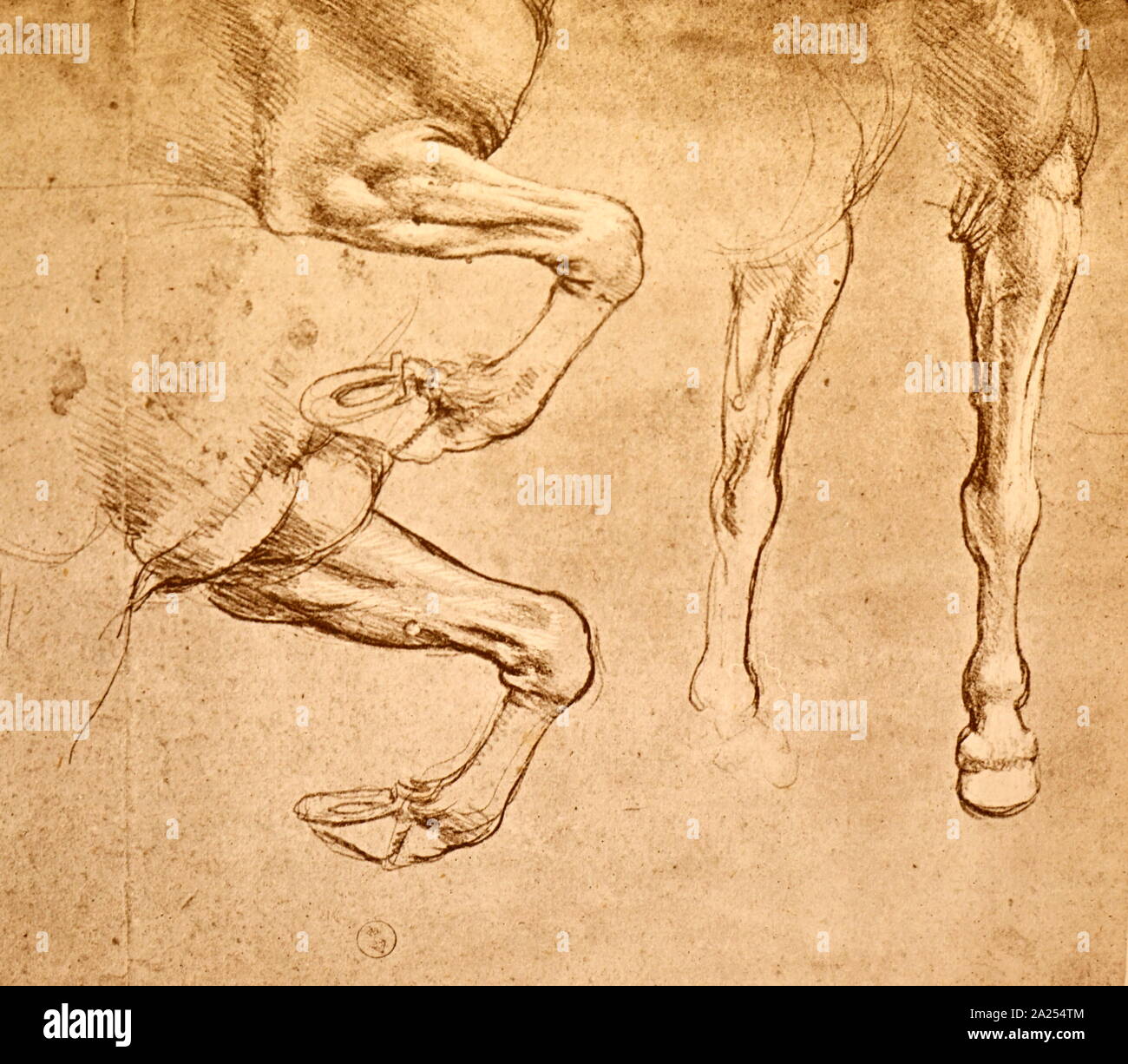 Quatre études de chevaux jambes ; c1500. À partir de la collection du Musée des beaux-arts, Budapest. Par Leonardo da Vinci (1452 - 1519), un grand penseur de la Renaissance italienne. Da Vinci était expert dans l'invention, la peinture, l'architecture, des sciences et de l'ingénierie. Banque D'Images