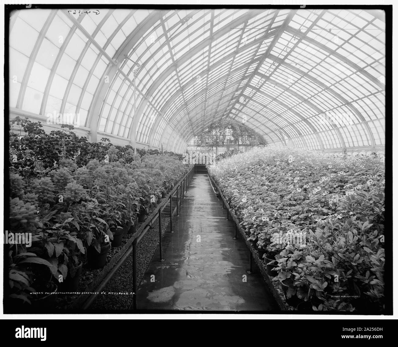 Phipps Conservatory, Pk Schenley. Parc, Pittsburg, Pennsylvanie Date comprise entre 1900 et 1910 G 4967 Notes sur négatif. Detroit Publishing Co. no 070749. Don de la Société historique de l'État du Colorado ; 1949. Parcs intérieurs serres sujets États-unis--New York--Pittsburgh Pennsylvanie--Pittsburgh ; Banque D'Images