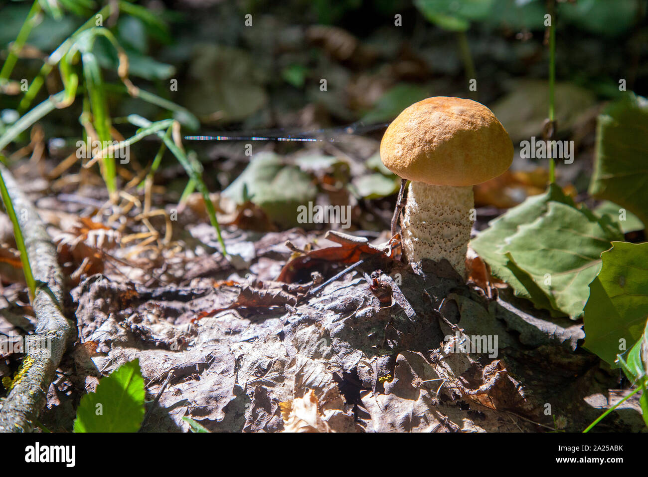 Capuchon orange bolet. Forêt de cultures de champignons comestibles. Un jeune boletus pousse dans la forêt de trembles, un champignon avec un bonnet rouge et un pied blanc chez les th Banque D'Images